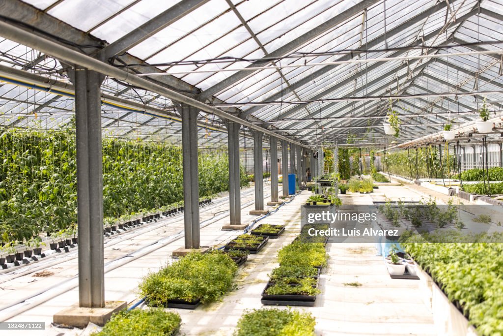 Interior of a large commercial garden center