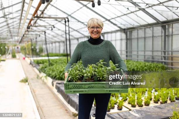 senior woman customer holding a crate with seedlings in garden center - botanist stock pictures, royalty-free photos & images