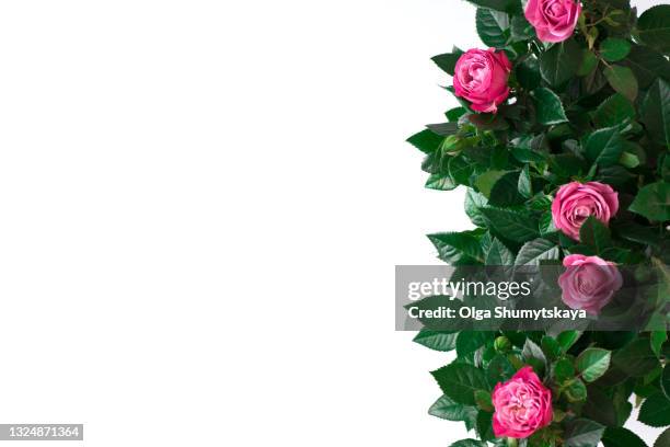 bush decorative pink rose on a white background - flower bush stock pictures, royalty-free photos & images