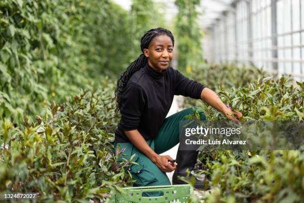 african female gardener working in greenhouse - landwirtschaftliche tätigkeit stock-fotos und bilder