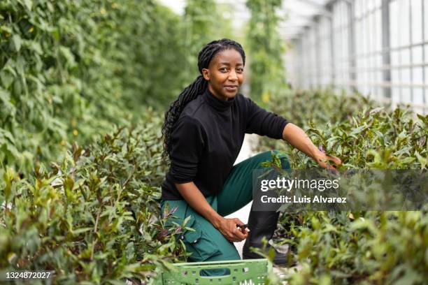 african female gardener working in greenhouse - agricultural activity stock-fotos und bilder