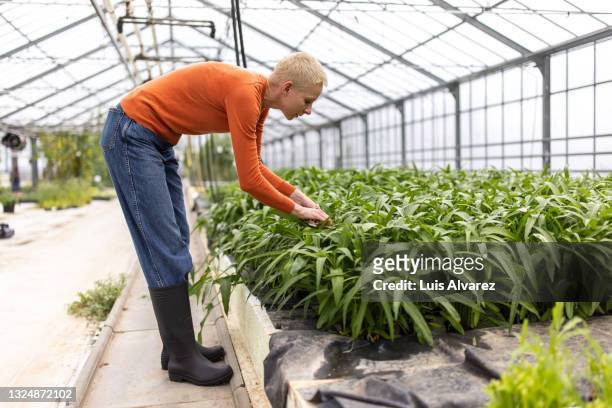 greenhouse worker checking plants growth - side view vegetable garden stock pictures, royalty-free photos & images