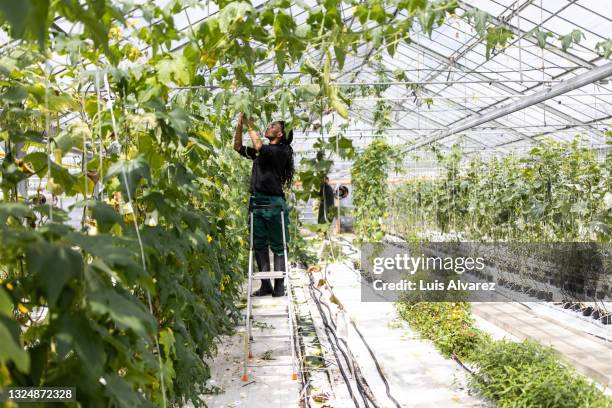 woman working in commercial greenhouse - erwachsene im geschäft in höherer position stock-fotos und bilder