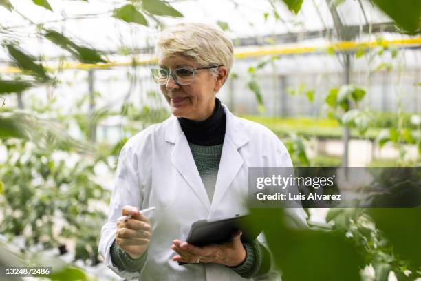 technician checking plants in the commercial greenhouse - all access events stockfoto's en -beelden