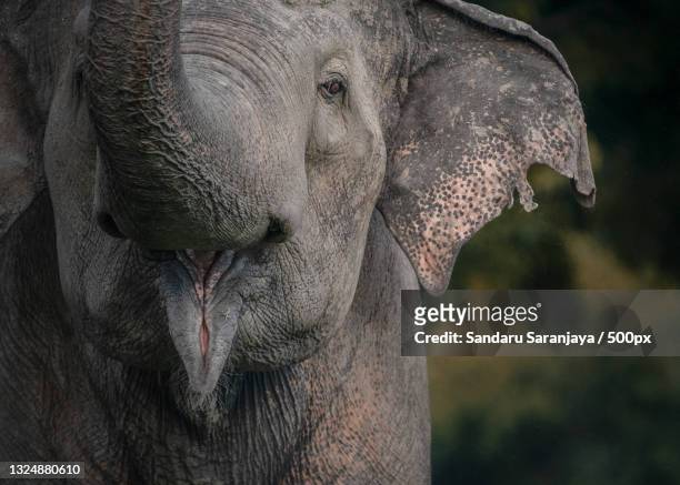 573 Asian Elephant Trunk Up Photos and Premium High Res Pictures - Getty  Images