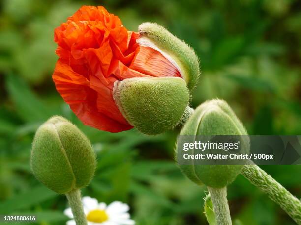 close-up of red flowering plant - poppy plant stock-fotos und bilder