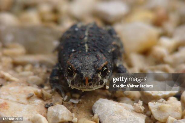 natterjack toad (epidalea calamita) - calamita fotografías e imágenes de stock