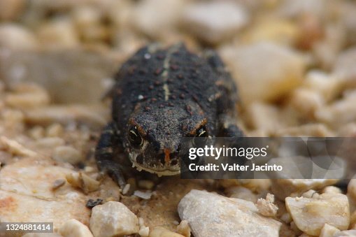 Natterjack Toad (Epidalea calamita) Natterjack Toad (Epidalea calamita)