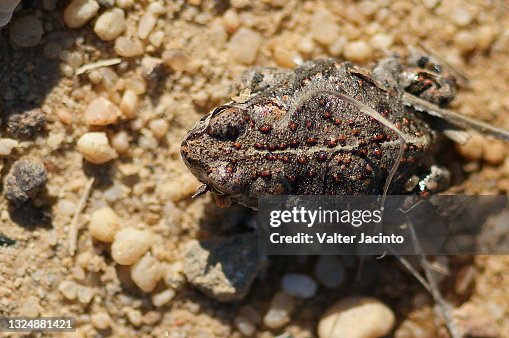 Natterjack Toad (Epidalea calamita) Natterjack Toad (Epidalea calamita)