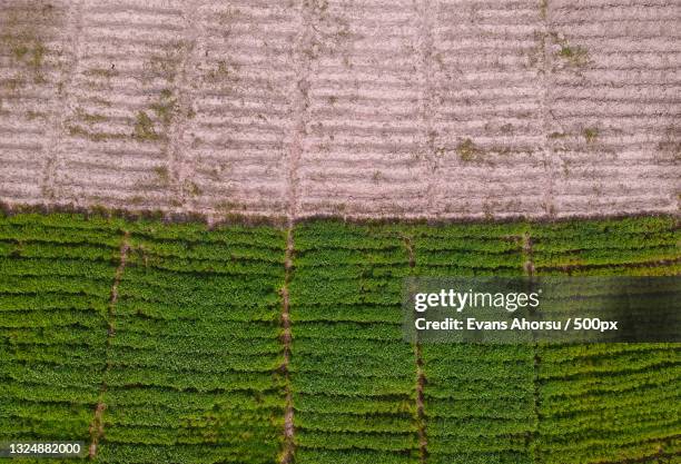 full frame shot of agricultural field,ghana - ghana stock-fotos und bilder