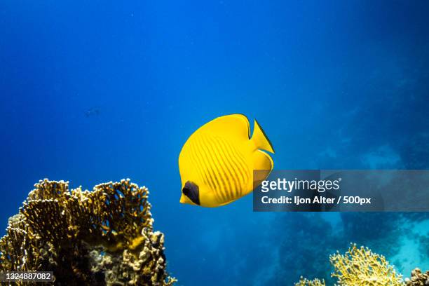 low angle view of masked butterflybutterflytropical fish swimming in sea - butterflyfish fotografías e imágenes de stock