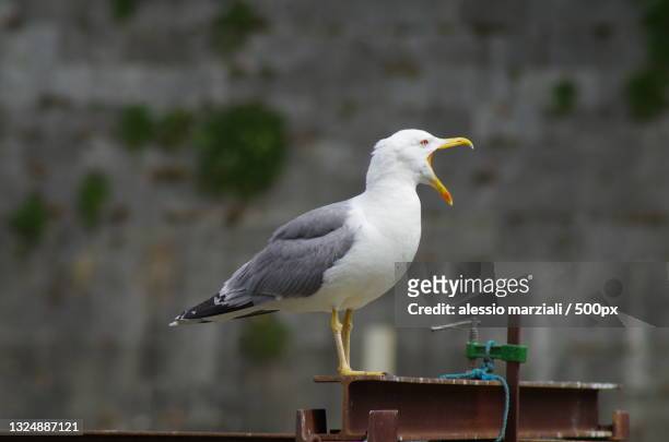 close-up of seagull perching on railing,rome,italy - seagull stockfoto's en -beelden