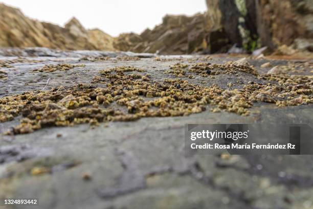 137 Muscles Shellfish Stock Photos, High-Res Pictures, and Images ...