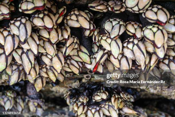 shellfish growing on rocks. - barnacle foto e immagini stock