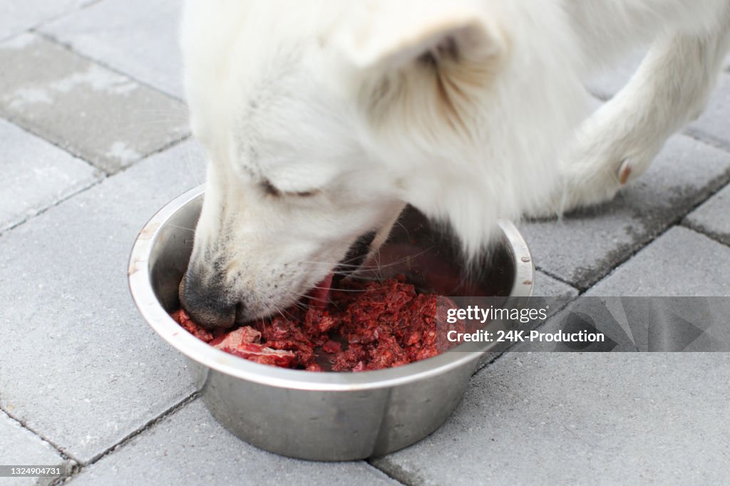 Raw meat for dog
