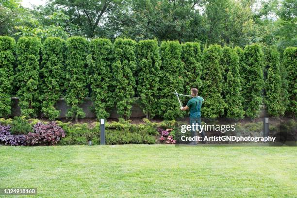 professional gardener trimming hedge. - hedge trimming stockfoto's en -beelden