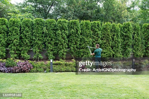 Professional Gardener Trimming Hedge. Professional Gardener Trimming Hedge.