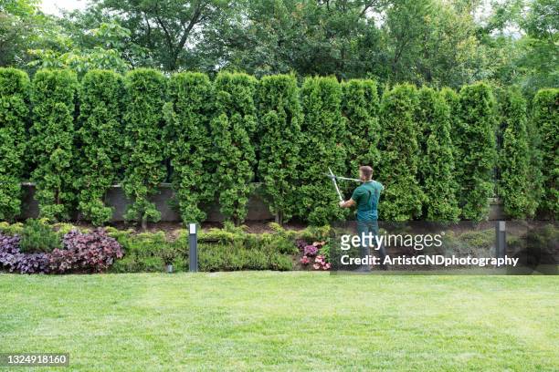 professional gardener trimming hedge. - landscaped stock pictures, royalty-free photos & images