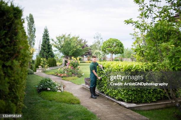 professional gardener trimming hedge. - hedge trimming stock pictures, royalty-free photos & images