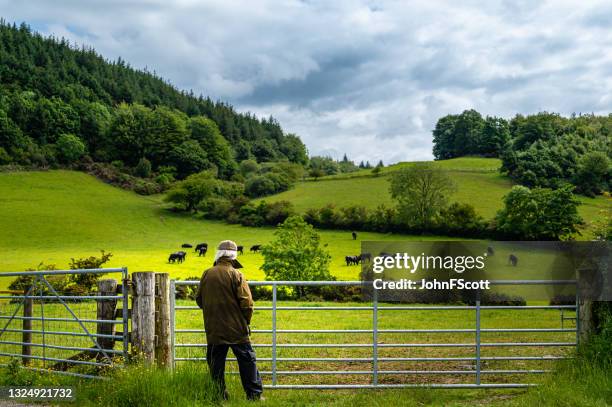 hombre jubilado mirando el ganado pastando en un campo - granja fotografías e imágenes de stock