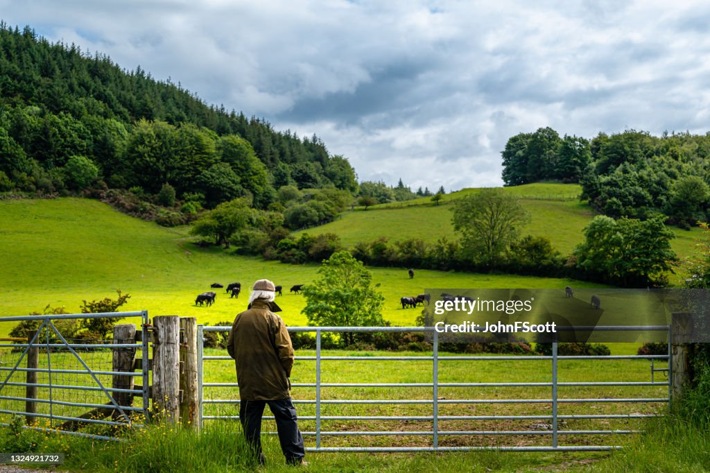 Retired man looking at cattle grazing in a field