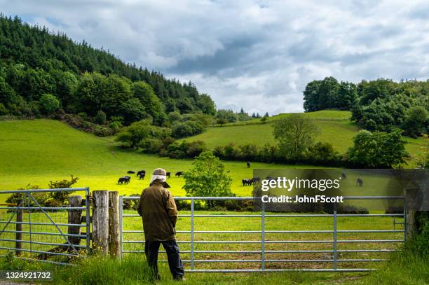 retired man looking at cattle grazing in a field - cow gate stock pictures, royalty-free photos & images
