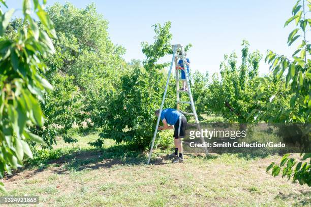 Cherry trees and family using ladder at Newberry Cherry Farm, a family-owned U Pick or Pick Your Own fruit farm growing cherries in Brentwood,...