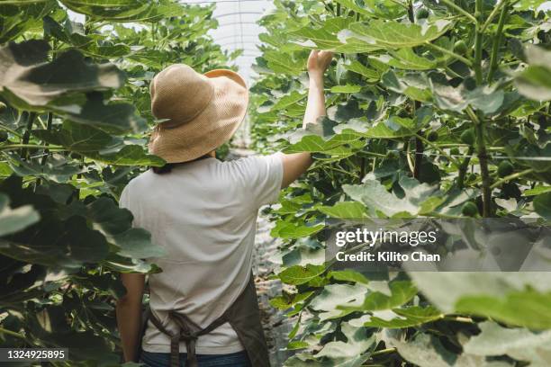 asian farmer/agronomist walking trough fig trees in the greenhouse - sonnenhut pflanzengattung stock-fotos und bilder