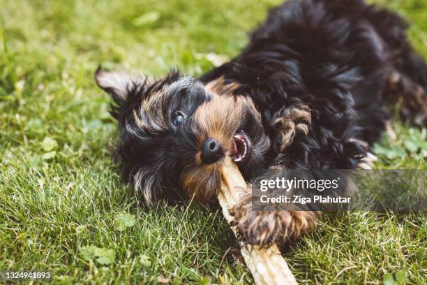 chiot mâchant un bâton à mâcher - terrier du yorkshire photos et images de collection