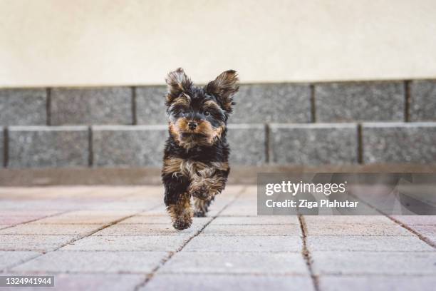 small puppy exploring the outside world - yorkshire terrier playing stock pictures, royalty-free photos & images