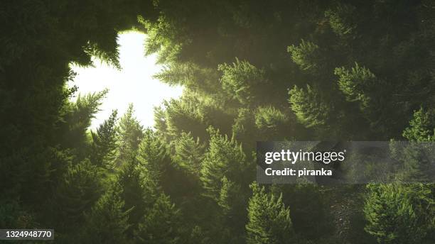 forest in a circle - wilderness stock pictures, royalty-free photos & images
