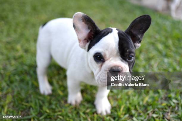 purebred puppies - food fond blanc stock pictures, royalty-free photos & images