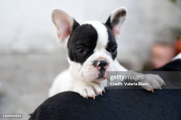 purebred puppies - food fond blanc stock pictures, royalty-free photos & images