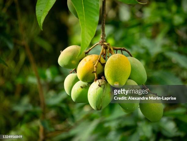 tree with unripe green mangoes hanging down - mango tree stock pictures, royalty-free photos & images