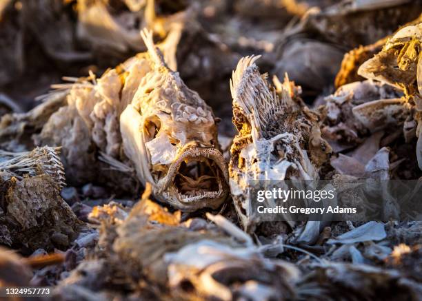 dead fish on the shore of the salton sea during a drought - salton sea stock pictures, royalty-free photos & images