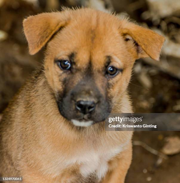 close up portrait of a brown puppy - puppy eyes stock pictures, royalty-free photos & images