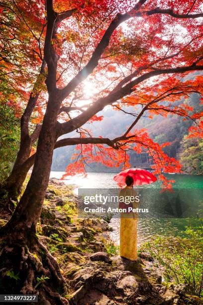 woman wearing japanese traditional kimono near katsura riverin autumn. kyoto, japan. - katsura stock pictures, royalty-free photos & images