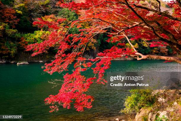Japan Autumn Rivers Katsura River In Autumn Kyoto Japan Autumn Colors Of Japanese Maple ...