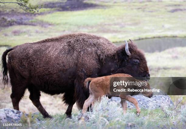 buffalo / bison in yellowstone national park, wyoming - río-yellowstone fotografías e imágenes de stock