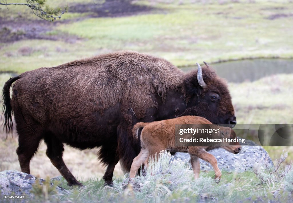 Buffalo / Bison in Yellowstone National Park, Wyoming
