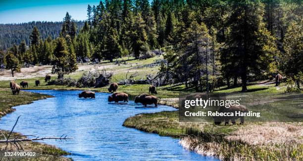 buffalo / bison in yellowstone national park, wyoming - buffalo stock-fotos und bilder