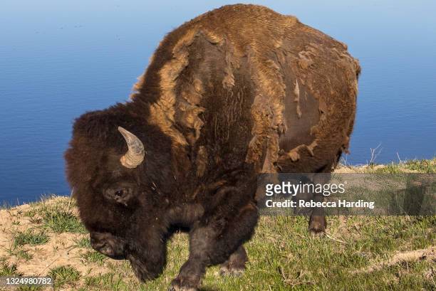 buffalo / bison in yellowstone national park, wyoming - buffalo stock-fotos und bilder