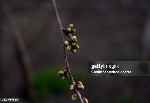 budding tree branch reaches across a black background on an early spring day. - bud stock pictures, royalty-free photos & images