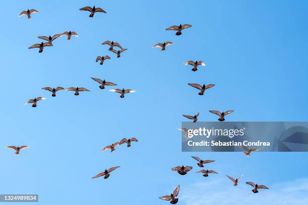 pet pigeons fly over cluj-napoca city center. - pet heaven stock pictures, royalty-free photos & images