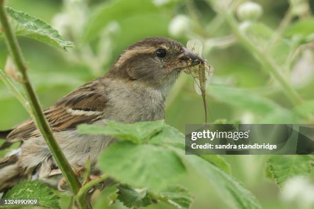 a female house sparrow, passer domesticus, hiding amongst the bramble leaves with a mayfly in its beak. she is collecting insects to feed her babies. - sparrow stock pictures, royalty-free photos & images