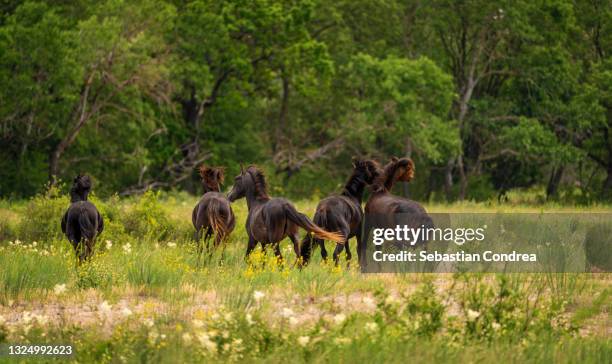 a group of horses in danube delta wild, letea forest in the background. eastern romania. - bioreserve stock pictures, royalty-free photos & images