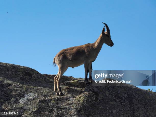 mountain goat (capra pyrenaica victoriae) at la pedriza near madrid - mountain goat stock pictures, royalty-free photos & images