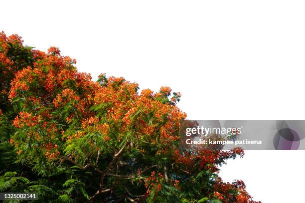 flame tree isolated red flowers on white background - flower bush stock pictures, royalty-free photos & images