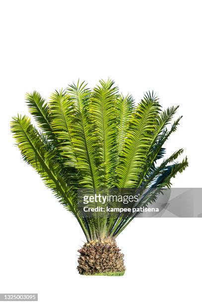 close up cycad palm tree isolated on white background usefor garden and park decoration - árbol tropical fotografías e imágenes de stock