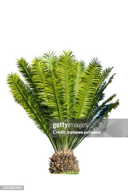 close up cycad palm tree isolated on white background usefor garden and park decoration - cycad stock pictures, royalty-free photos & images